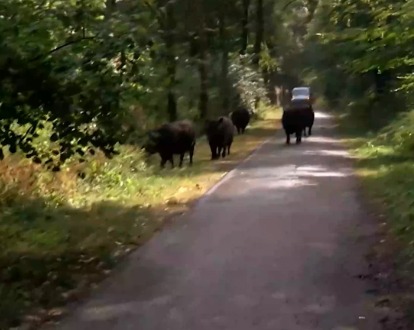 Beestenboel en Zingen met Roger